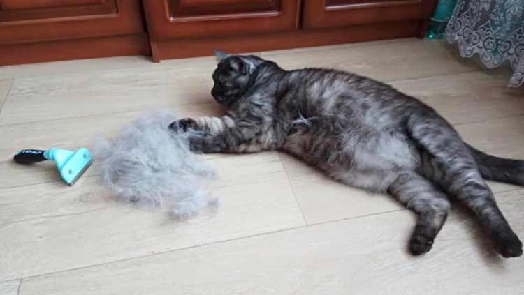 Экспресс линька для кошек