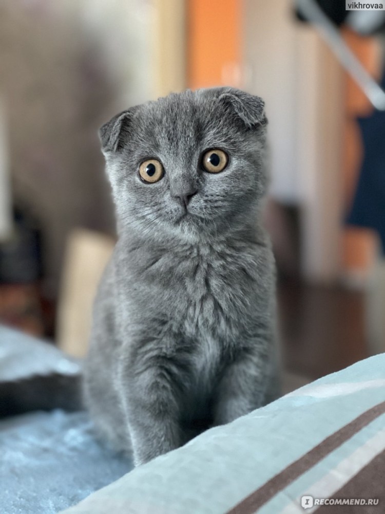 Шотландский кот линяет