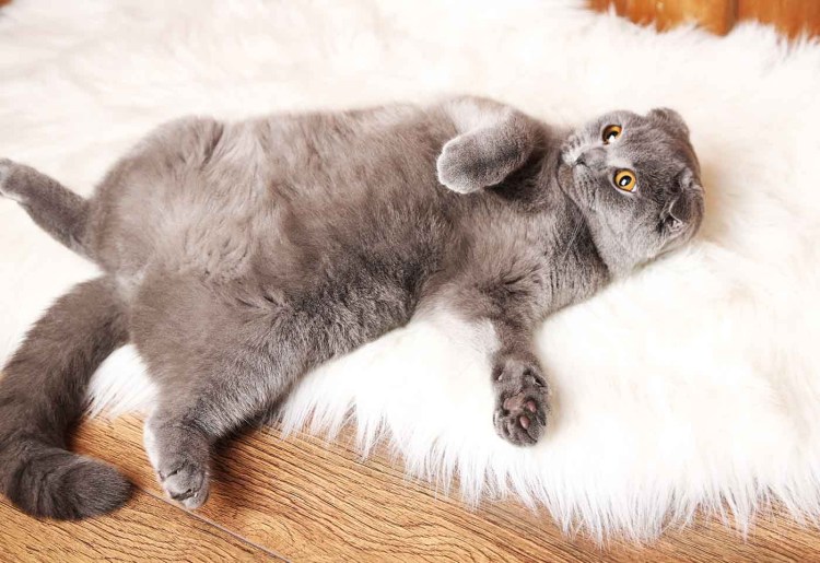 Рассказ о шотландской вислоухой кошке