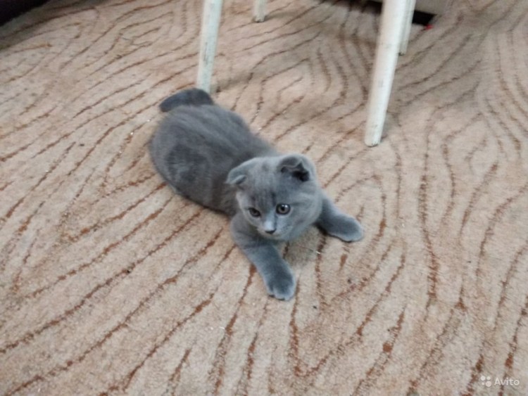 Приют котёнка британца вислоухого