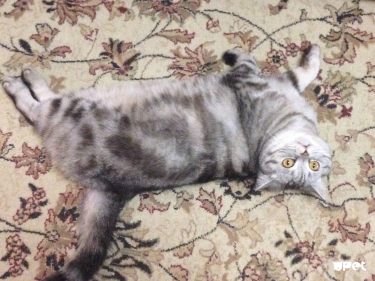 Шерсть по всей квартире