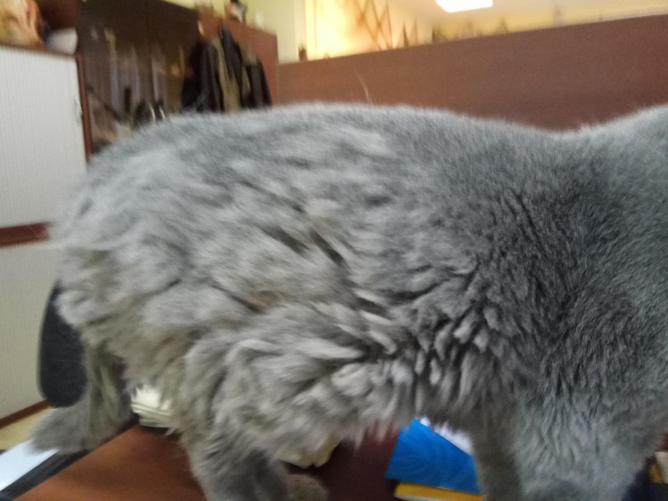 Дом для котика