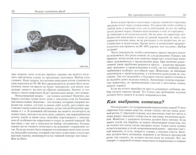 Шотландская вислоухая кошка стандарт породы