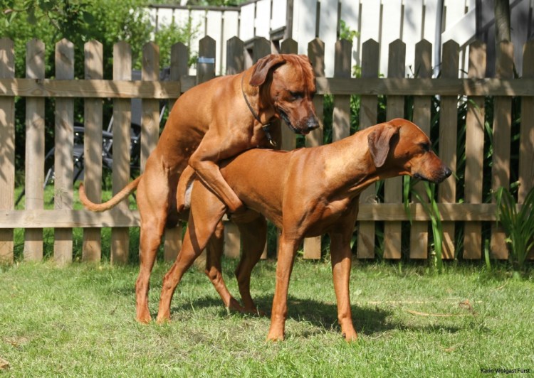 Three Dogs mating
