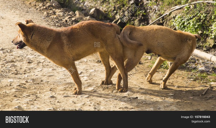 Две собаки спариваются