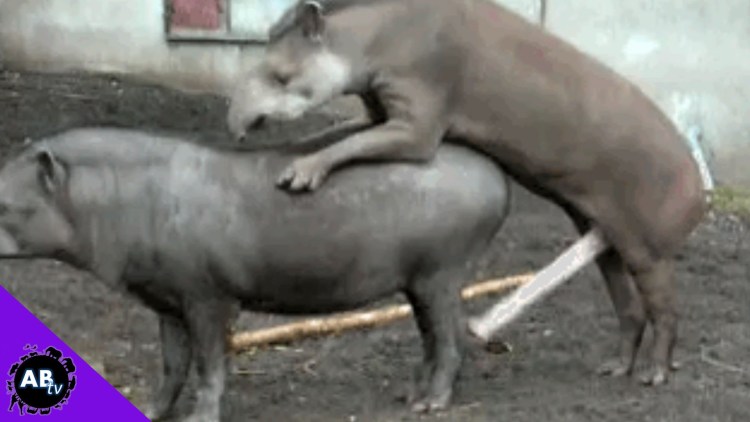 Тапиры размножение