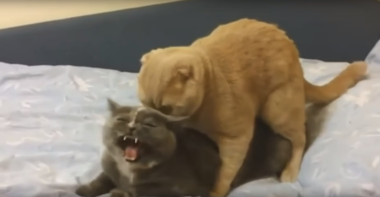 Кошки спариваются