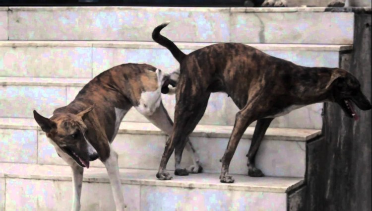 Спаривание собак