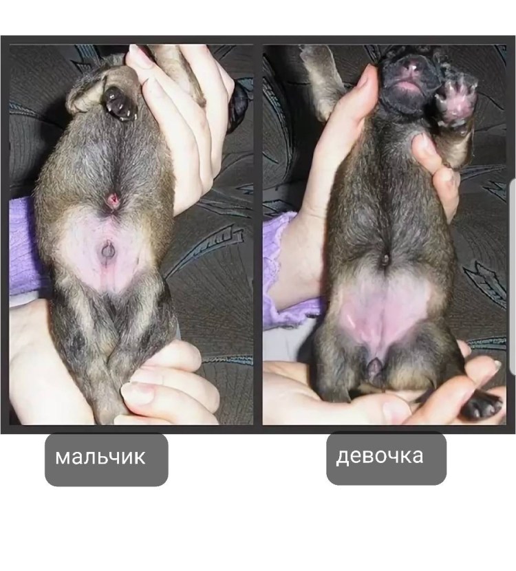 Львы фото приколы