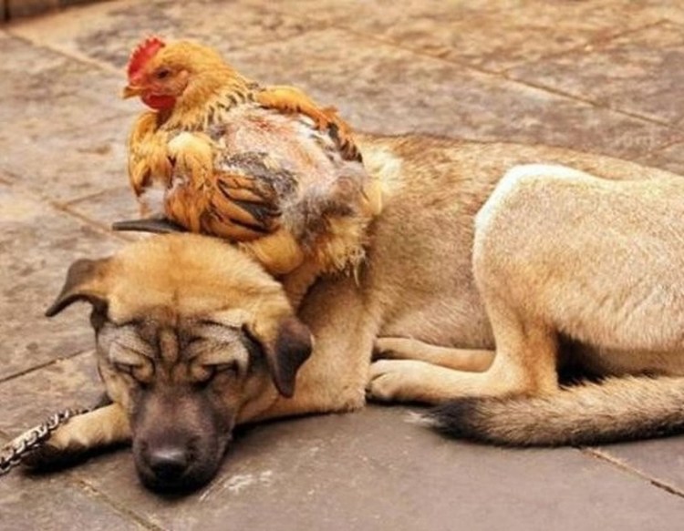 Поза псина сутулая