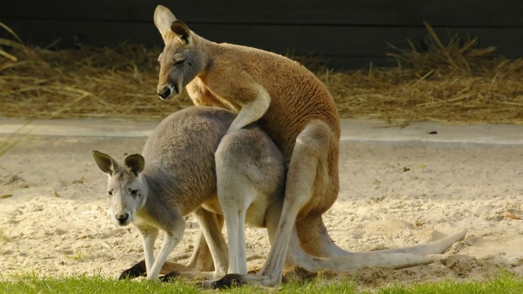 Собака с большими яйцами