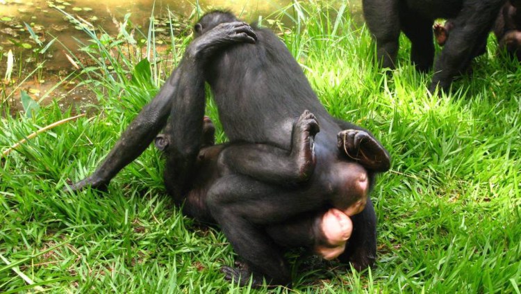 Самец кенгуру спаривание