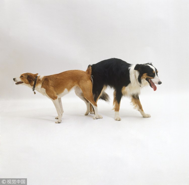 Две собаки играют