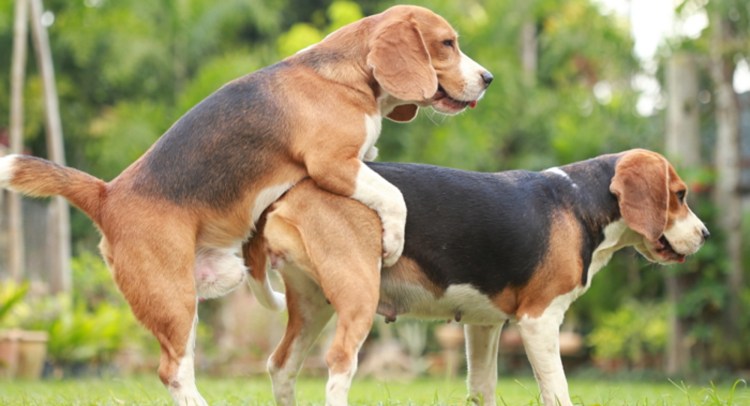 Собаки сношались