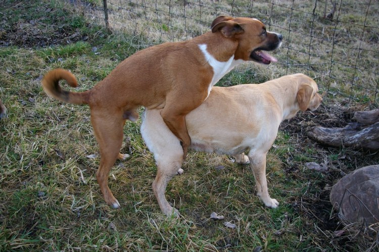 Спаривание породистых собак