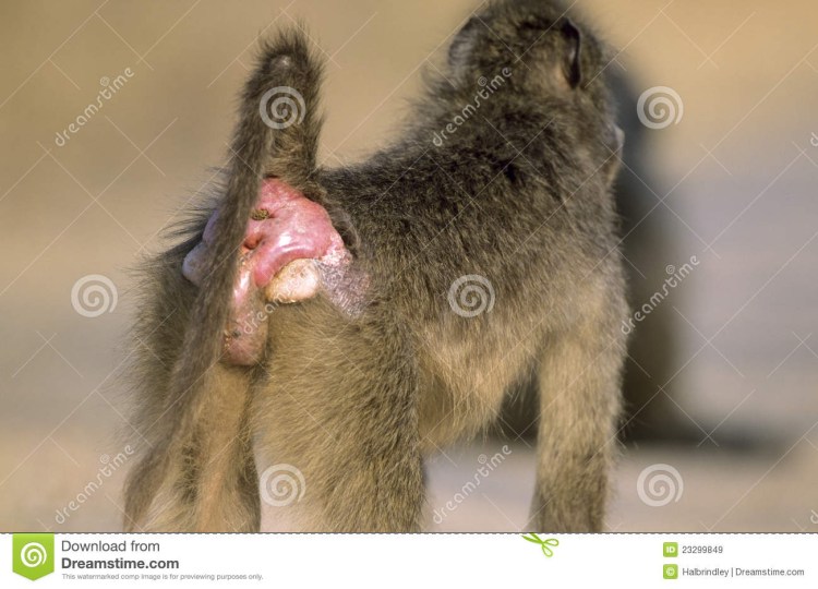 Животные спариваются