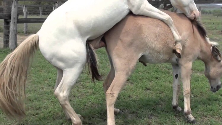 Искусственное спаривание собак
