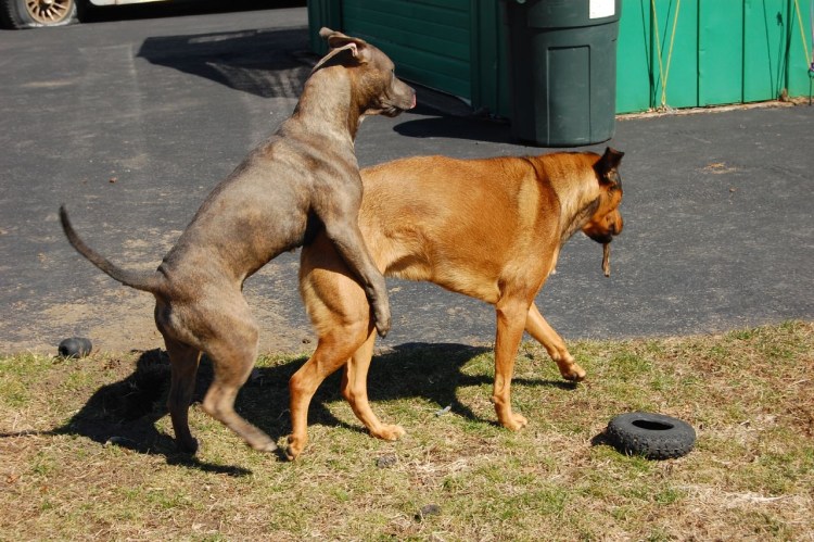 Спаривание собак