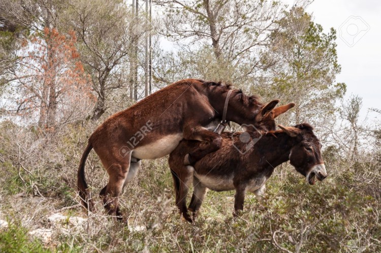 Кот и кошка спариваются