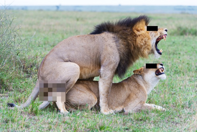 Собаки спариваются