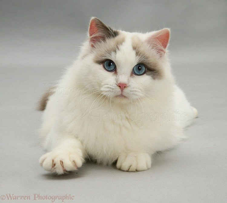 Рэгдолл лиловый биколор