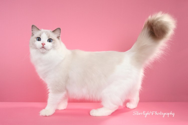 Рэгдолл колор Пойнт