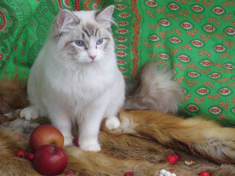 Бирмейская Рэгдолл