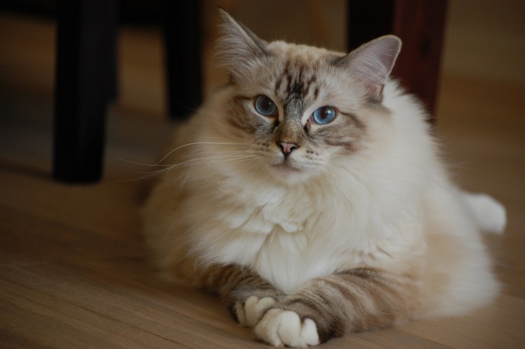 Рэгдолл Манчкин