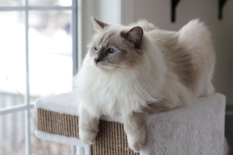 Балинезийский Рэгдолл