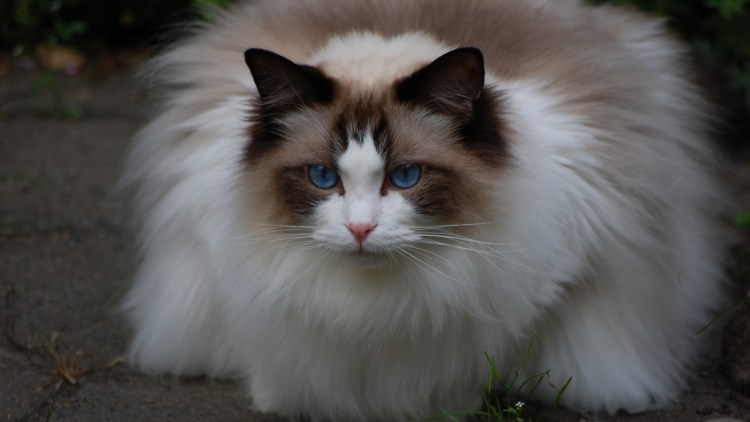 Рэгдолл альбинос