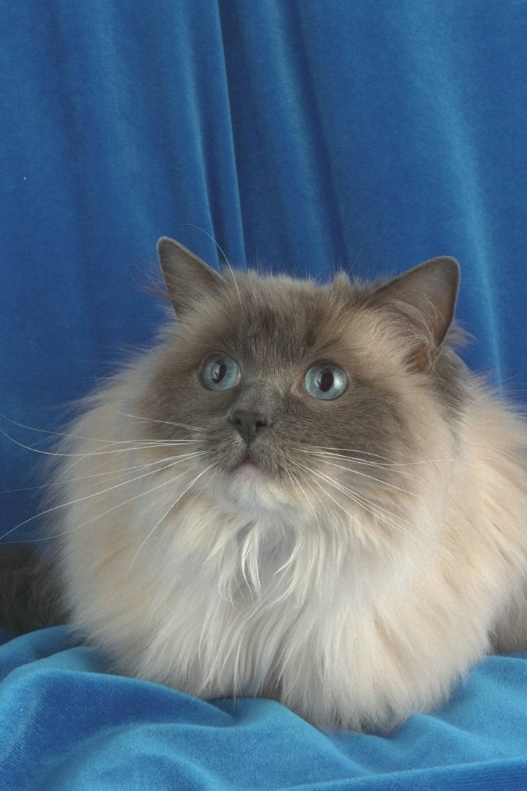 Рэгдолл бирманская Невская