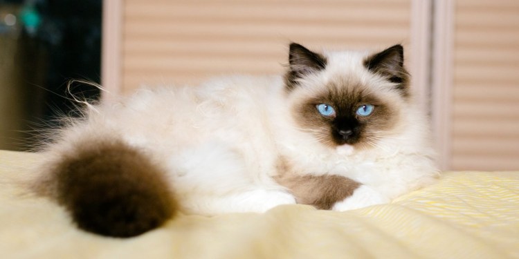 Рэгдолл биколор шоколадный