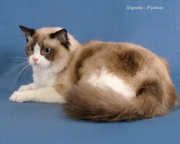 Рэгдолл короткошерстный