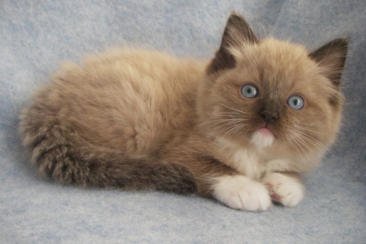 Тряпичная кошка