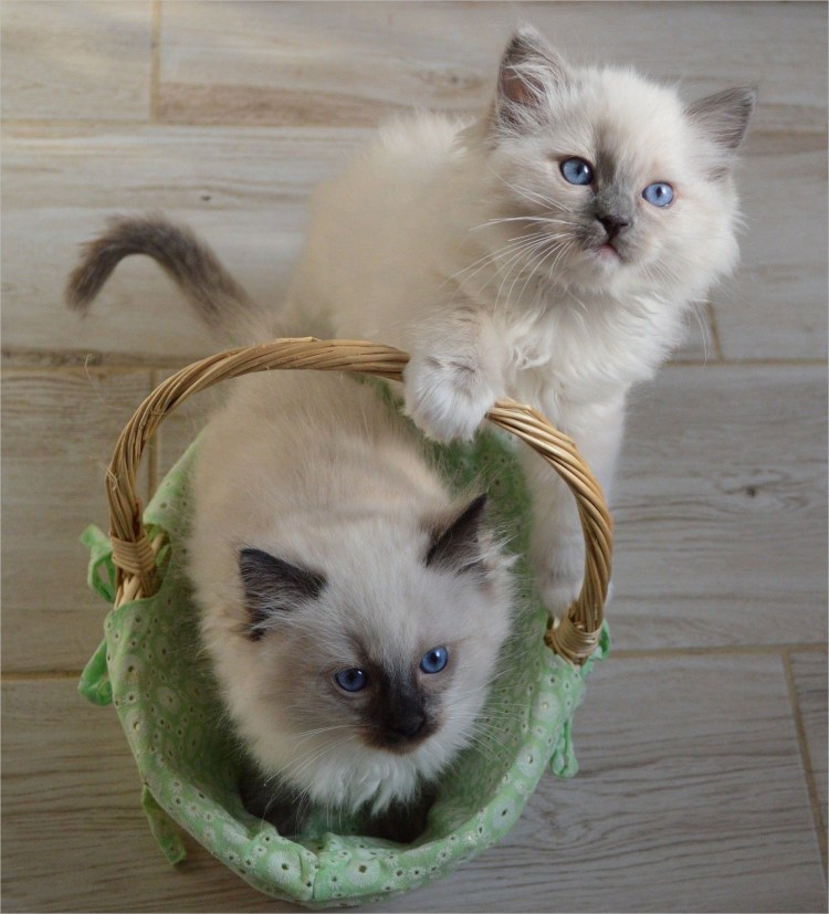 Рэгдолл котята