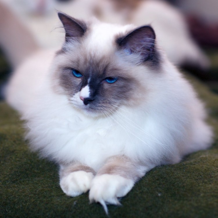 Котята породы Рэгдолл