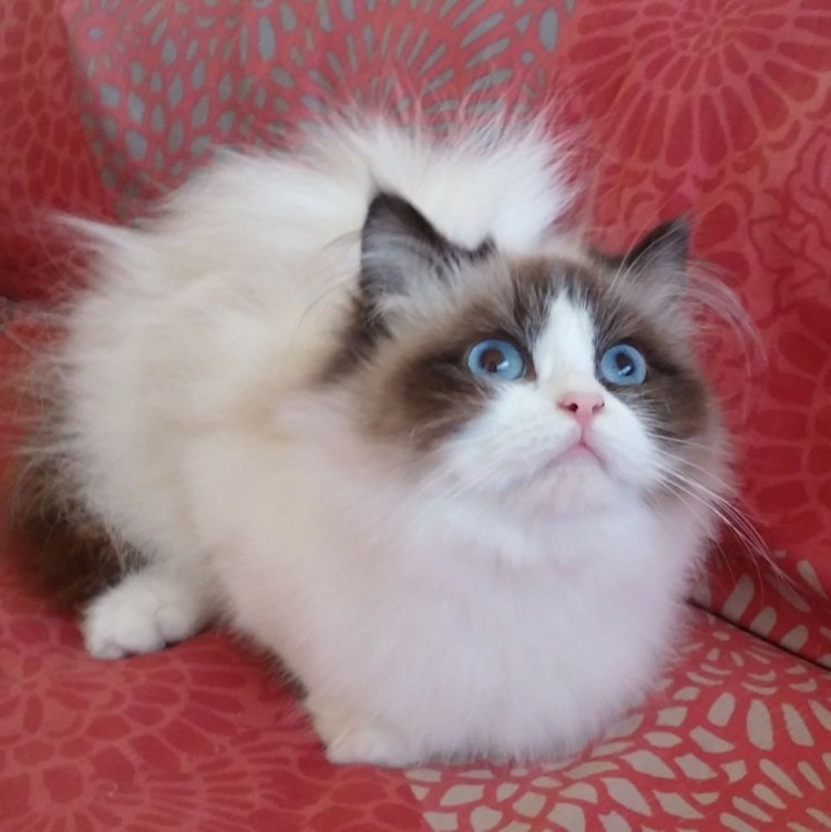 Рэгдолл тряпичная кукла