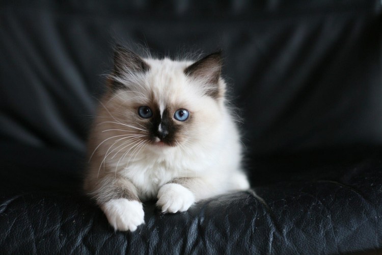 Коты Рэгдолл