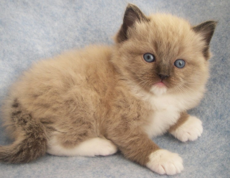 Большая кошка породы Рэгдолл