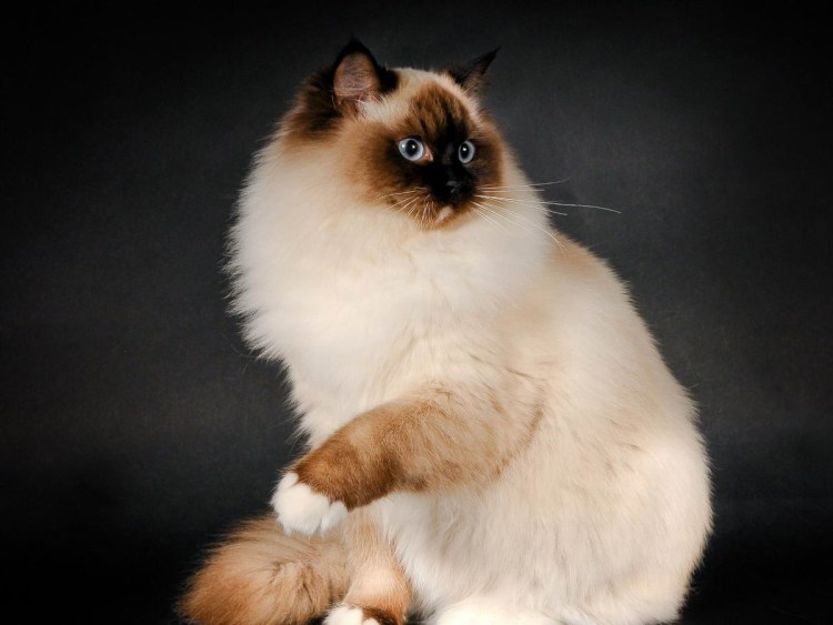 Рэгдолл кошка котята