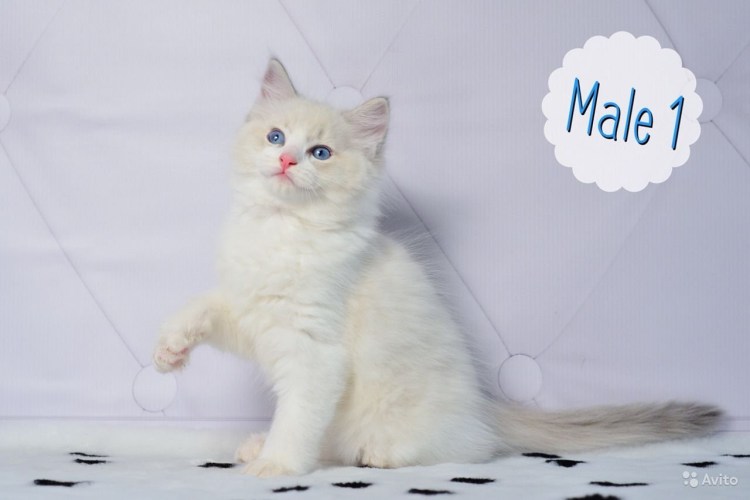 Рэгдолл биколор шоколадный