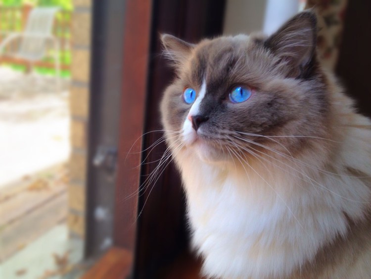 Рэгдолл взрослый вес