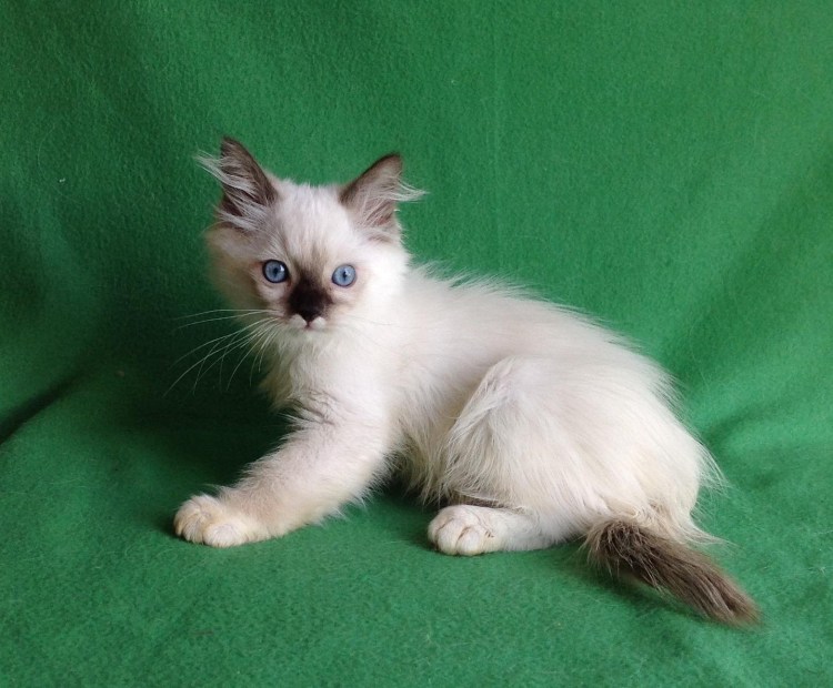 Порода Рэгдолл