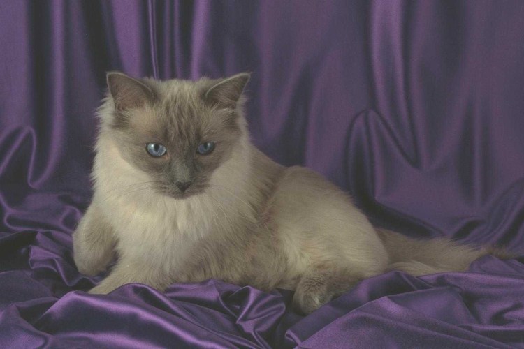 Кот тряпичная кукла