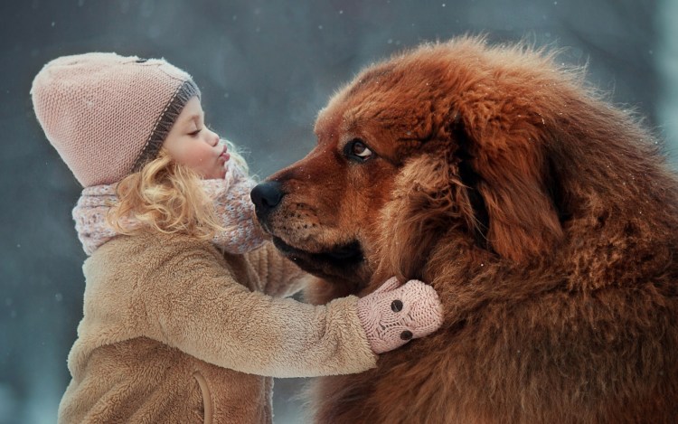 Тибетский мастиф девочка