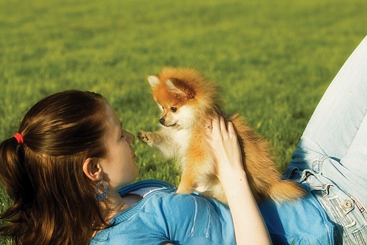 Шпиц девочка