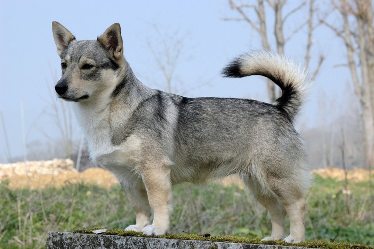 Вестготский шпиц шведский вальхунд