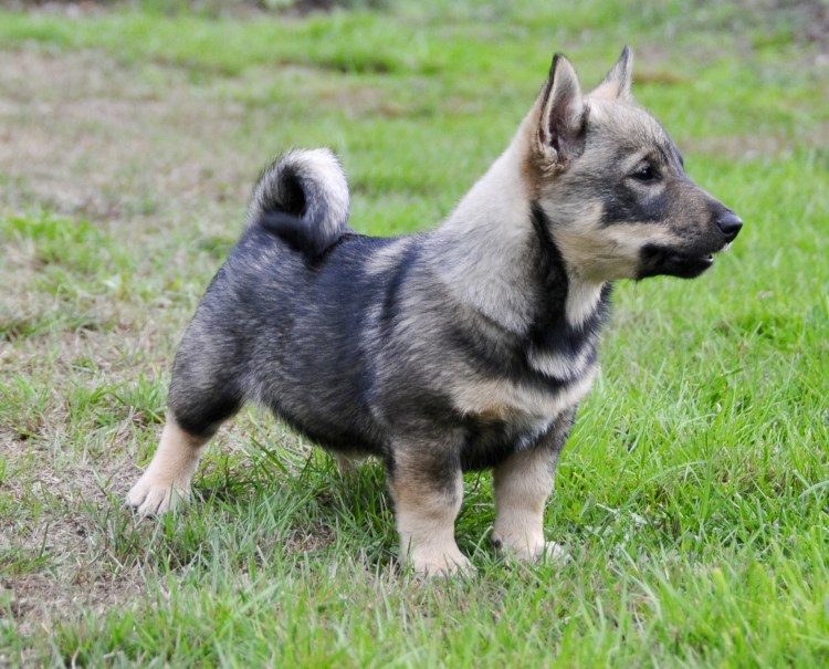 Шведский вальхунд щенок