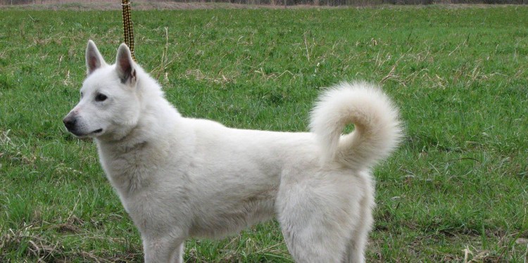 Белый шведский эльгхунд