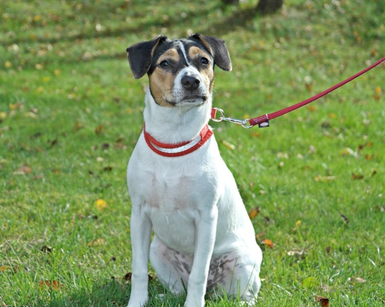 Гардхунд датско-шведский собака